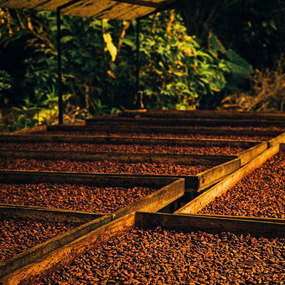 Gently Fermented & Lightly Roasted